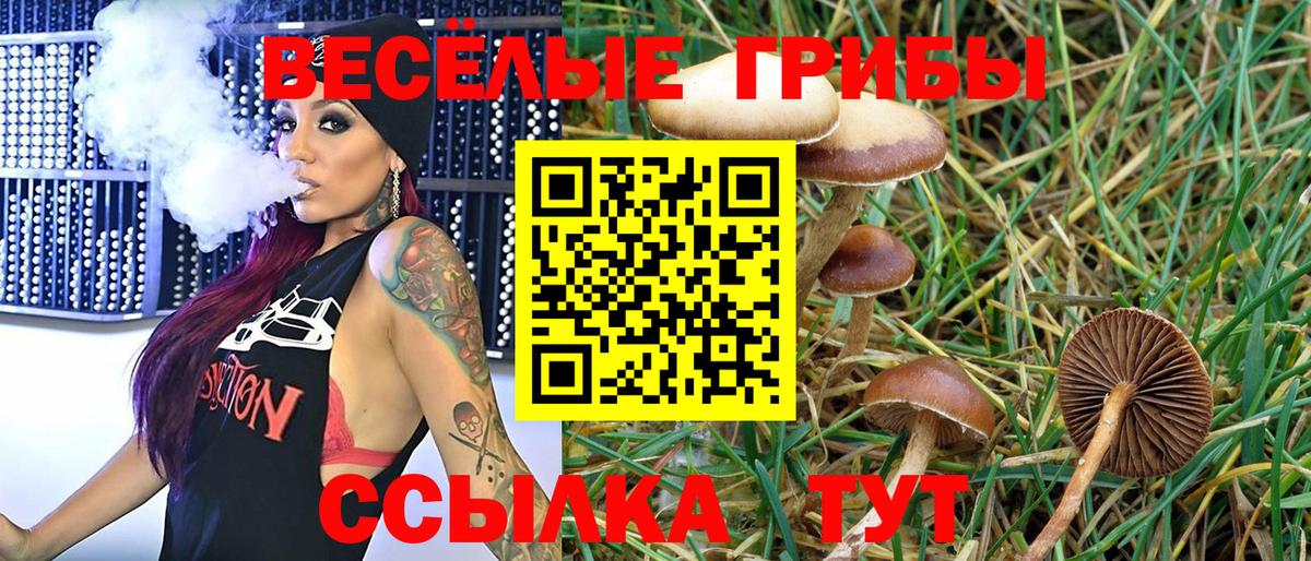 Псилоцибиновые грибы Psilocybine cubensis Протвино